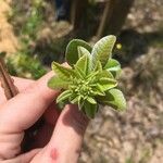 Lespedeza hirta Leaf