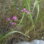 Centaurium pulchellum Хабит