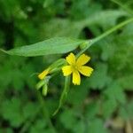 Rhagadiolus edulis Flower