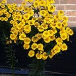 Helenium autumnale Çiçek