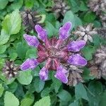 Prunella grandiflora 花