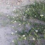 Capparis spinosa Çiçek