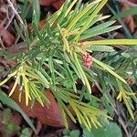 Grevillea juniperina ഇല