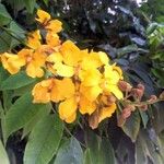 Cenostigma tocantinum പുഷ്പം
