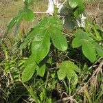 Cecropia obtusa Costuma