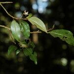 Ardisia pauciflora Feuille