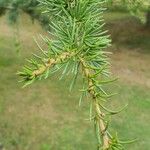 Cedrus atlantica Лист