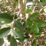 Eugenia brongniartiana 葉
