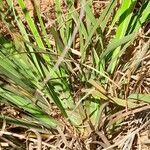 Aristea madagascariensis Leaf