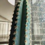 Pilosocereus pachycladus ഇല