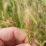 Hordeum secalinum Leht