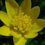 Ranunculus repens Blomma