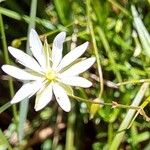 Stellaria graminea Blüte