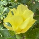 Gossypium arboreum Fleur
