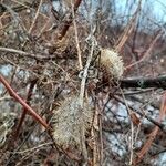 Echinocystis lobata Fruit