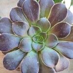 Aeonium arboreumFoglia