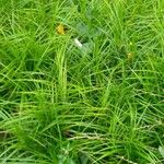 Carex muskingumensis ഇല