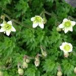 Saxifraga praetermissa Flower