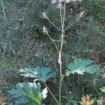 Heracleum lanatum Flower