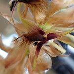 Bulbophyllum schinzianum Flower