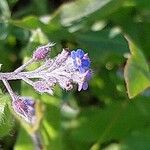 Myosotis laxa 花