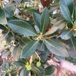 Arbutus andrachne Leaf