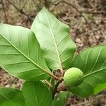 Nauclea latifolia Alia