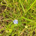 Wahlenbergia hederacea Flor