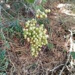 Smilax aspera Fruit