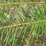 Acacia linifolia Leaf