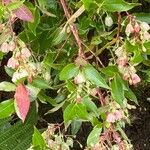 Vaccinium padifolium Inny