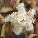 Vismia macrophylla പുഷ്പം