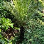 Blechnum gibbum Bark