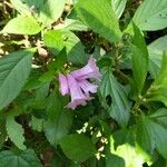 Strobilanthes cusia Other