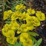 Euphorbia seguieriana Flower