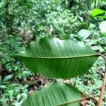 Diploön cuspidatum Folla