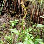 Epipactis atrorubens Лист