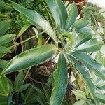 Philodendron goeldii Liść