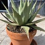 Agave havardiana Ліст