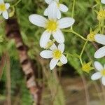 Saxifraga fragosoi Çiçek