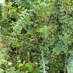 Chamaecrista desvauxii Costuma