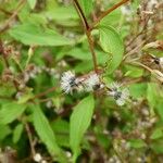 Ageratina riparia Fruto
