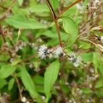 Ageratina riparia Ffrwyth