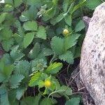 Potentilla indica Hoja