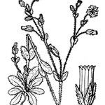 Cerastium brachypetalum Otro