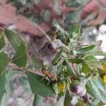 Chrysanthemoides monilifera Hedelmä