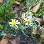 Tripolium pannonicum Flower