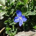 Veronica fruticans Fleur