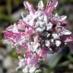 Teucrium capitatum 花