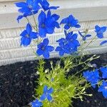 Delphinium wellbyi Flower